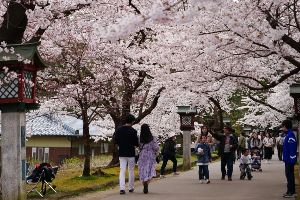【桜・見ごろ】弥彦公園