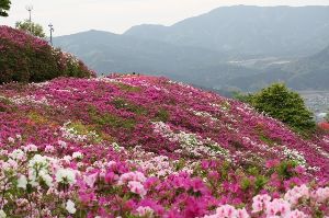 冨士山つつじまつり