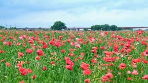 第16回こうのす花まつり