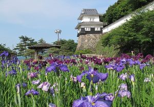 おおむら花菖蒲まつり
