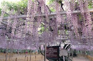 岡崎城公園五万石藤まつり
