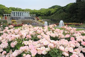 春のバラ観賞会