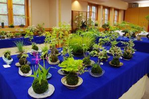 ふなばしアンデルセン公園「BONSAI・こけ玉展」