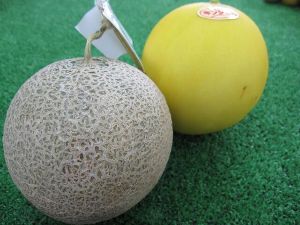 よしいメロン即売会