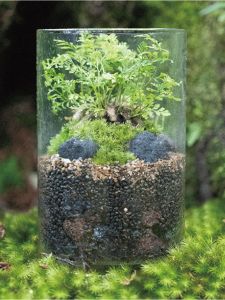 苔テラリウムワークショップ＆フィールドワーク