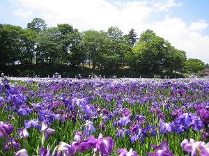 第36回多賀城跡あやめまつり