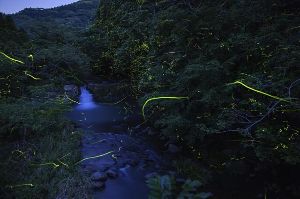 柚木ホタル鑑賞会
