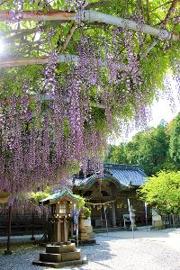 早吸日女神社ふじ祭り