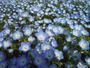 春の花物語