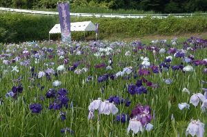 青山花しょうぶ園　開園