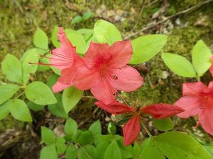 自然ウォッチング（5月）