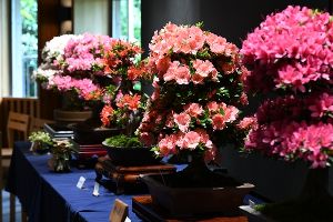 第49回さつきまつり
