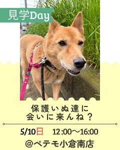 保護いぬ見学Dayinペテモ小倉南店
