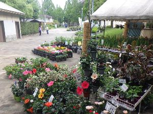 春の植木市（城北公園）