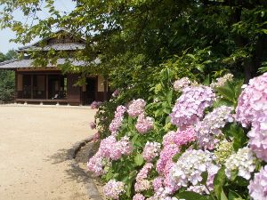 【あじさい・見ごろ】錦織公園