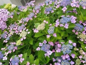 【あじさい・見ごろ】寝屋川公園