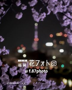 一人一花 福岡花フォト　Archive 2025-2026　FUKUOKA 花のある風景展