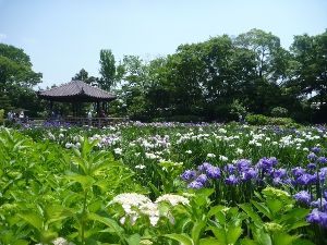 城北菖蒲園開園