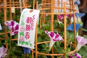 第38回 くにたち朝顔市