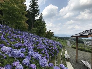 【あじさい・見ごろ】霞間ヶ渓花畑