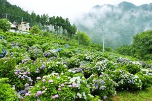 【あじさい・見ごろ】久薮