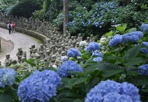 【あじさい・見ごろ】雲辺寺