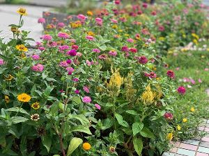 新大宮川花だんの夏花苗植え 2026