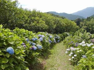 【あじさい・見ごろ】日向地区日陰道