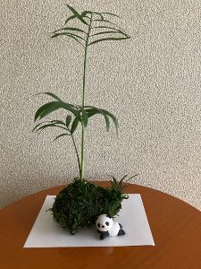 簡単、楽しい！コケ玉づくり体験　ふくおか景観フェスタ～第20回福岡県景観大会