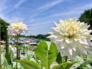 町田薬師池公園四季彩の杜 ダリア園