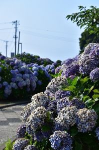 【あじさい・見ごろ】地球の丸く見える丘公園