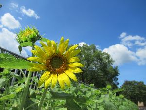 夏の花物語