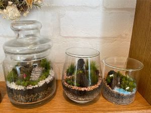 苔テラリウムづくり