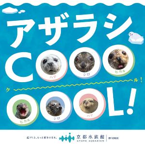 アザラシCOOOOOOL！