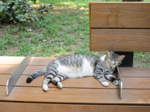広島県動物愛護センター 地域猫セミナー（9月）