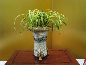 湯の里湯河原 東洋蘭展示大会