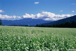 椛の湖そばの花まつり2026 in月の市