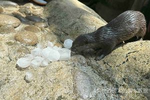 カワウソファミリーの氷遊び