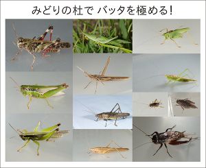むかっち博士の自然観察会　9月　バッタを極める！