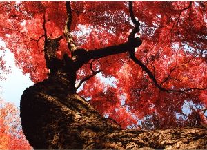 佐久山紅葉まつり