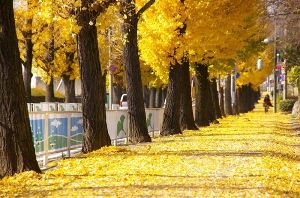 【紅葉・見ごろ】親里大路のイチョウ